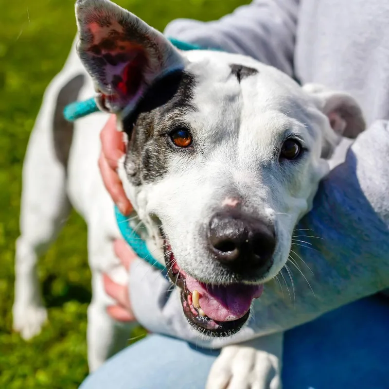 An adult medium-sized female White / Cream Pit Bull Terrier dog named Nelly for adoption in Thomaston, ME