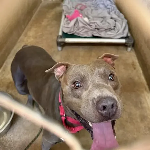 An adult medium-sized male Brown / Chocolate Pit Bull Terrier dog named Astronaut for adoption in Austin, TX