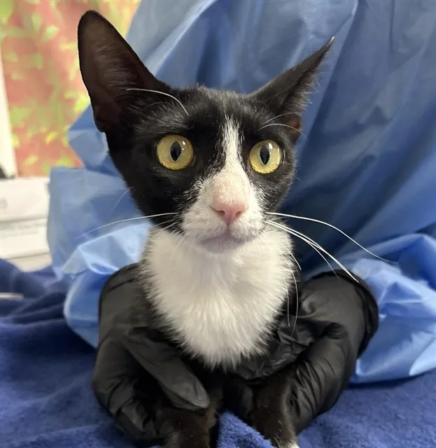 A young small-sized female Domestic Short Hair cat named Bug for adoption in San Antonio, TX