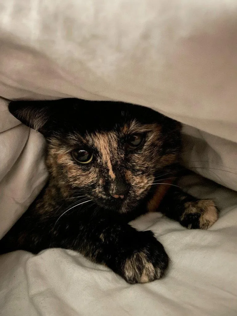 An adult medium-sized female Domestic Short Hair cat named Tootsie for adoption in Battle Ground, WA