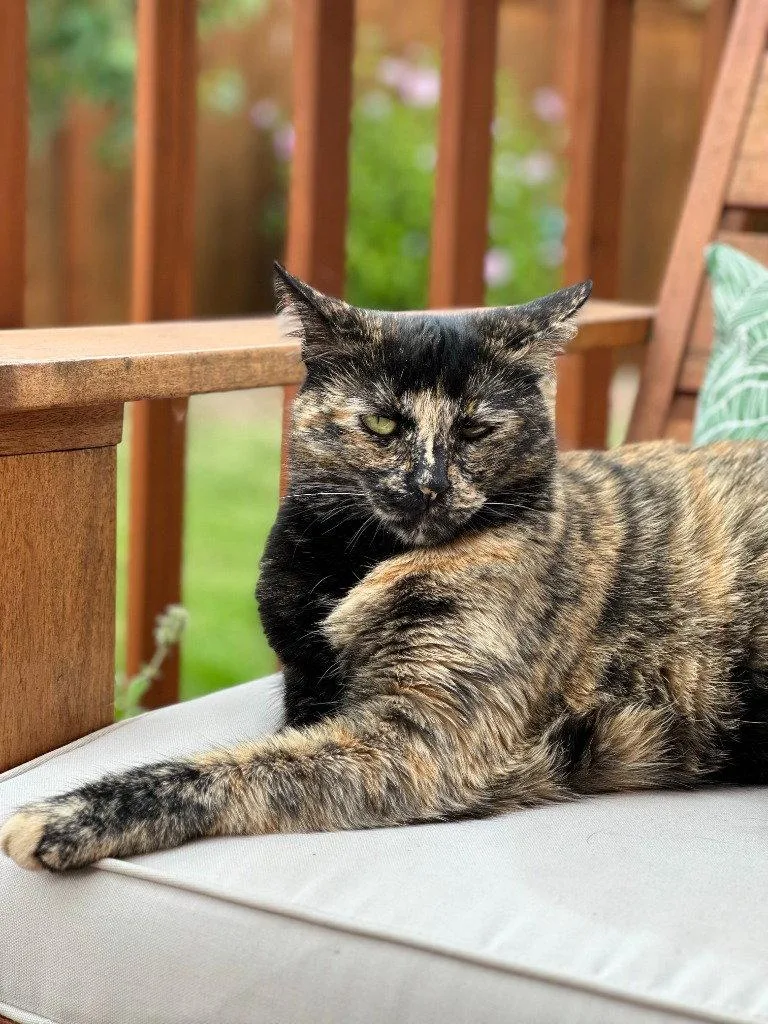 Tootsie thumbnail 2