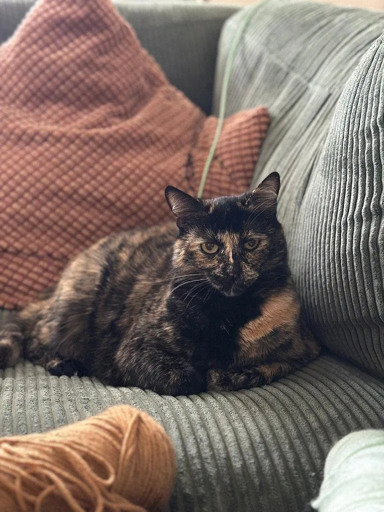 Tootsie thumbnail 3