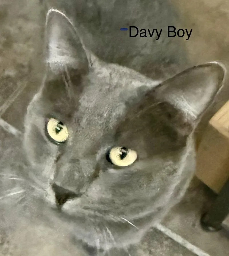 An adult medium-sized male Domestic Short Hair cat named Davey Boy for adoption in Glendale, AZ