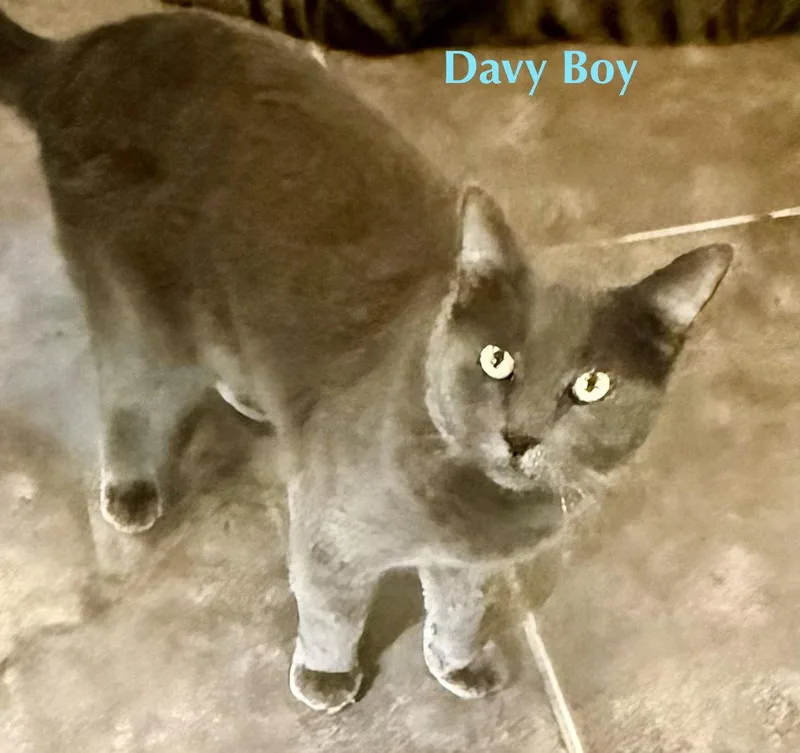 Davey Boy thumbnail 2