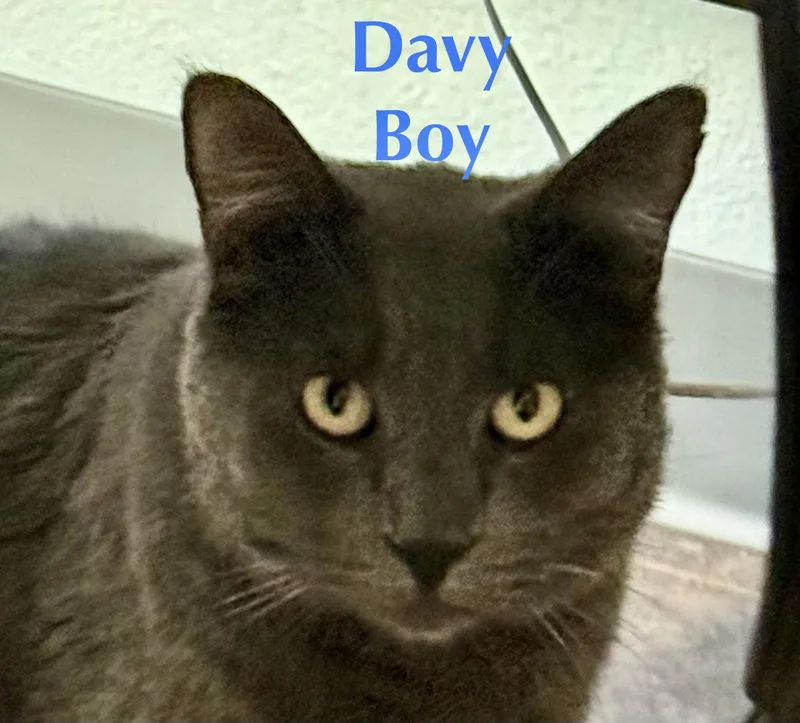 Davey Boy thumbnail 3
