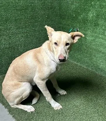 A young medium-sized female German Shepherd Dog dog named Britt for adoption in Lancaster, CA