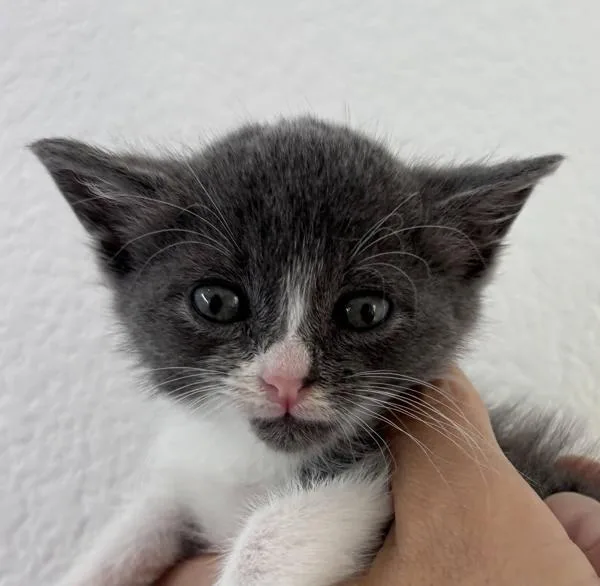 A baby small-sized female Domestic Short Hair cat named Beaver for adoption in Dublin, CA