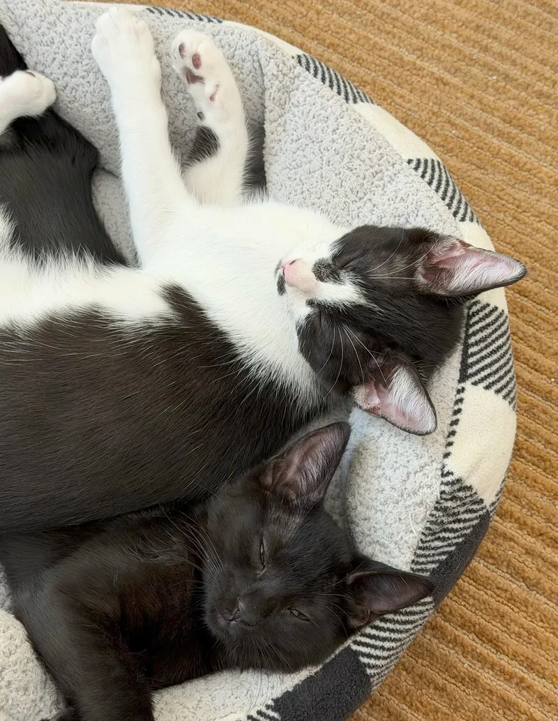 A baby medium-sized female Bombay cat named Domino and Dewy for adoption in Mission Viejo, CA