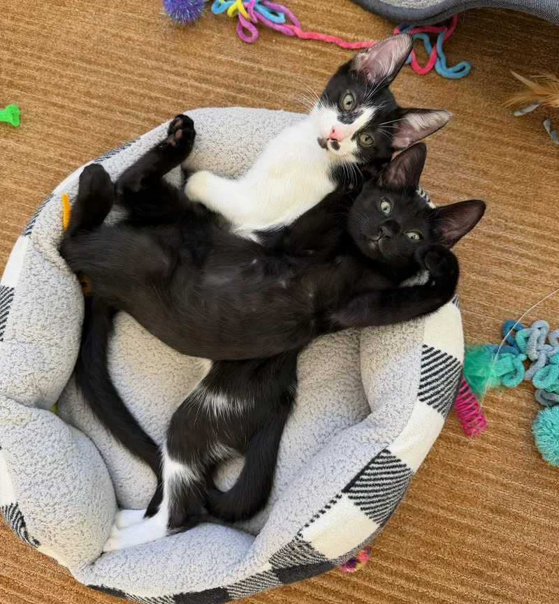 Domino and Dewy thumbnail 2