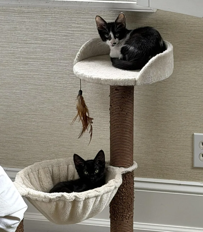 Domino and Dewy thumbnail 3
