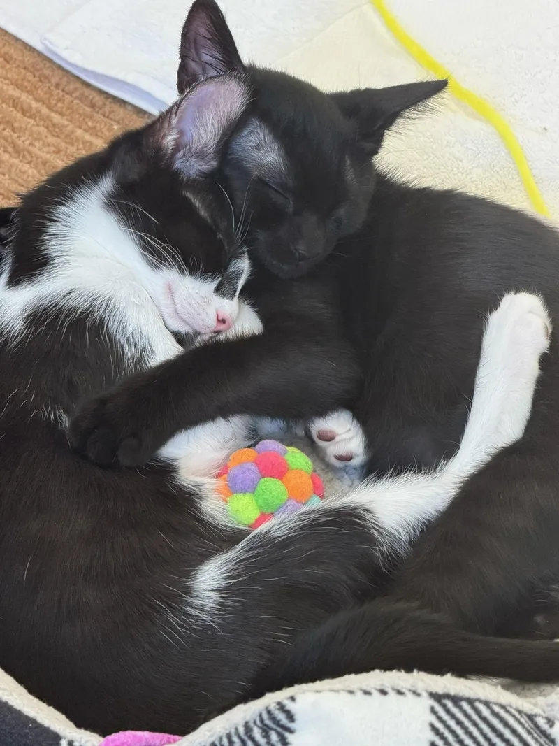 Domino and Dewy thumbnail 4