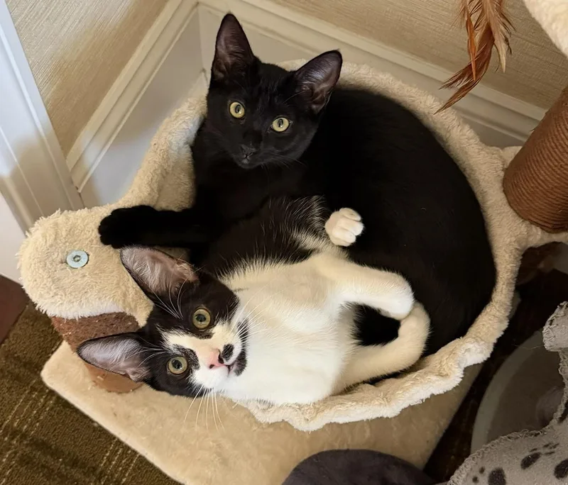 Domino and Dewy thumbnail 5