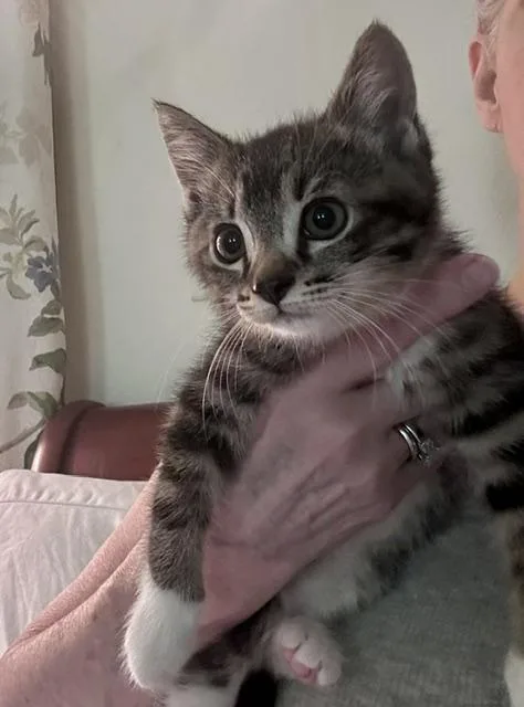 A young medium-sized female Tabby (Gray / Blue / Silver) Domestic Short Hair cat named Enid for adoption in Atlanta, GA