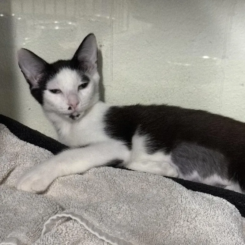 A baby small-sized female Black Domestic Short Hair cat named Glitter for adoption in Los Angeles, CA
