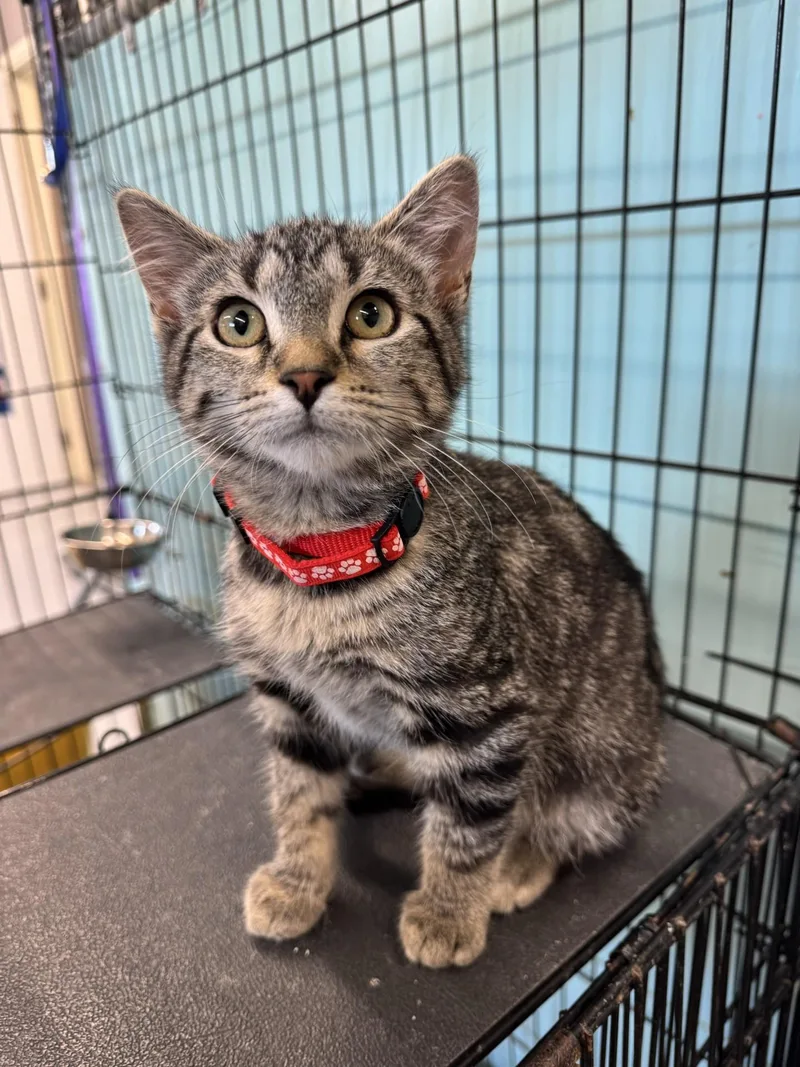 A baby medium-sized female Tabby cat named Freedom for adoption in Morris, MN