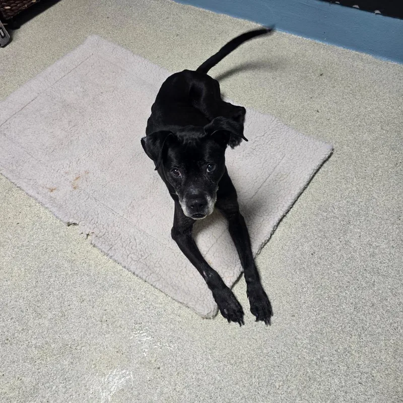 A senior medium-sized female Black Mixed Breed dog named Eclipse for adoption in Windsor, VA