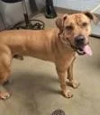 An adult medium-sized male Brown / Chocolate Labrador Retriever dog named Frank E. Stein for adoption in Denton, TX