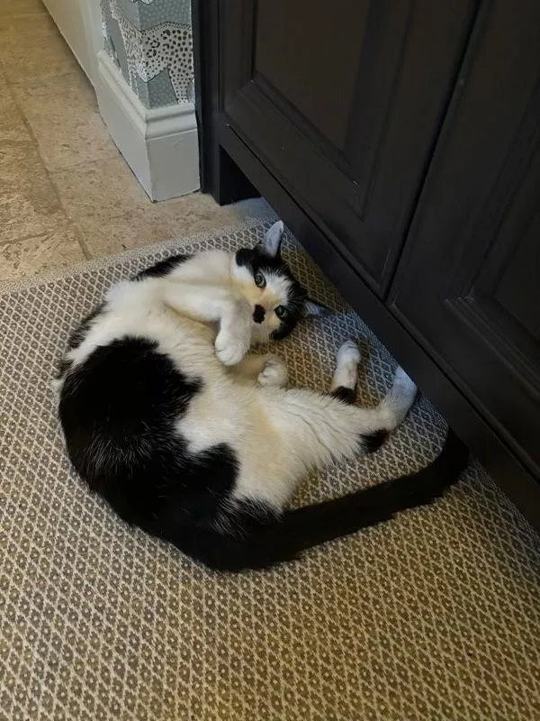 June Bug thumbnail 2