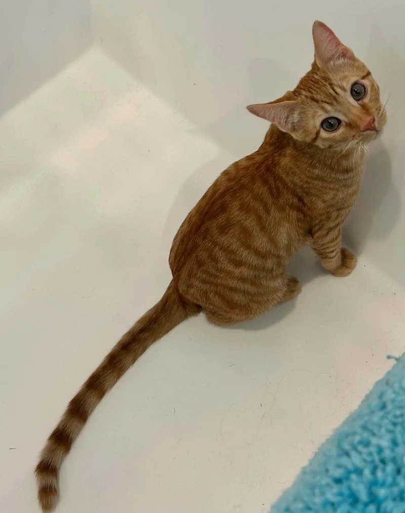 A baby medium-sized male Tabby (Orange / Red) Domestic Short Hair cat named Jack for adoption in Price, UT