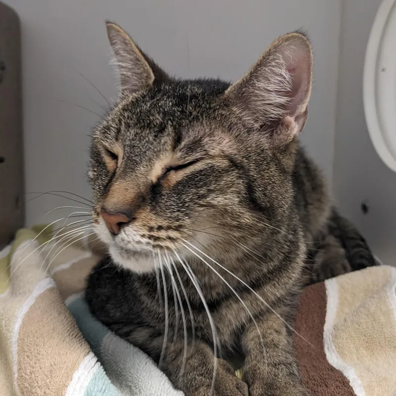 A senior medium-sized male Gray / Blue / Silver Domestic Short Hair cat named Cuddles for adoption in Philadelphia, PA