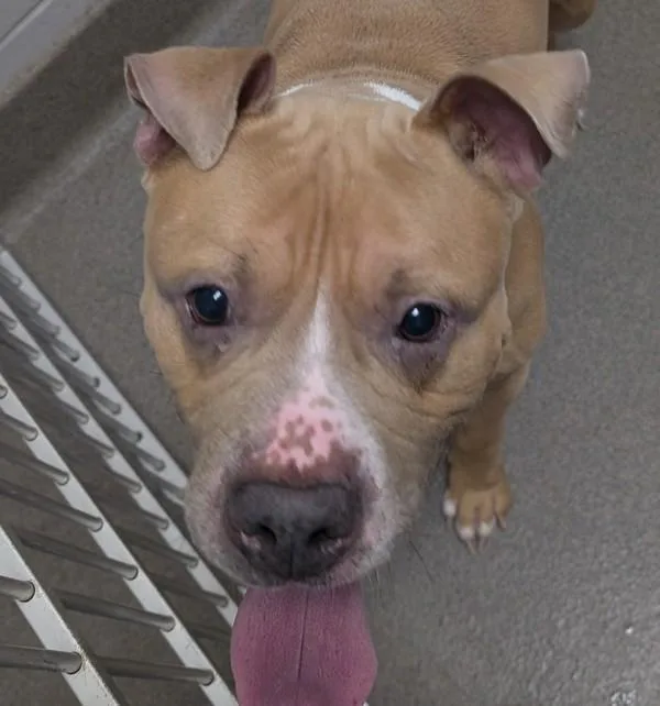 An adult large-sized male Pit Bull Terrier dog named Stanley for adoption in Des Moines, IA