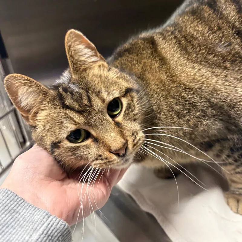 A senior large-sized female Brown / Chocolate Domestic Short Hair cat named Missy for adoption in Springfield, IL