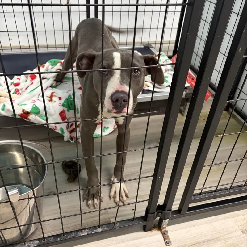 A young medium-sized female Gray / Blue / Silver Terrier dog named Envoy for adoption in St. Louis, MO