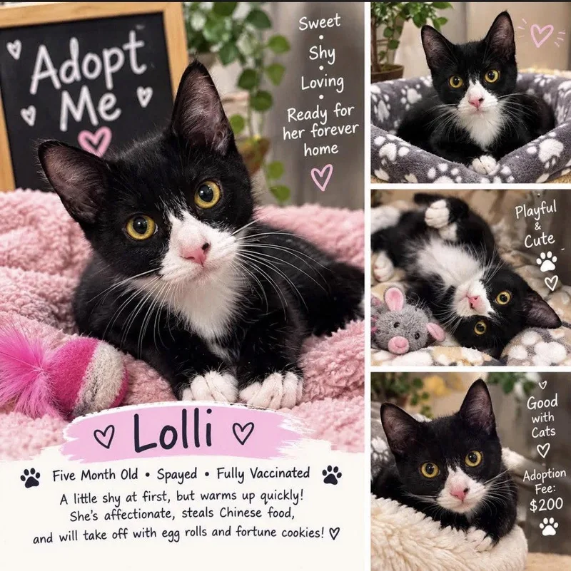 A young medium-sized female Tuxedo cat named Lolli for adoption in Dickinson, TX