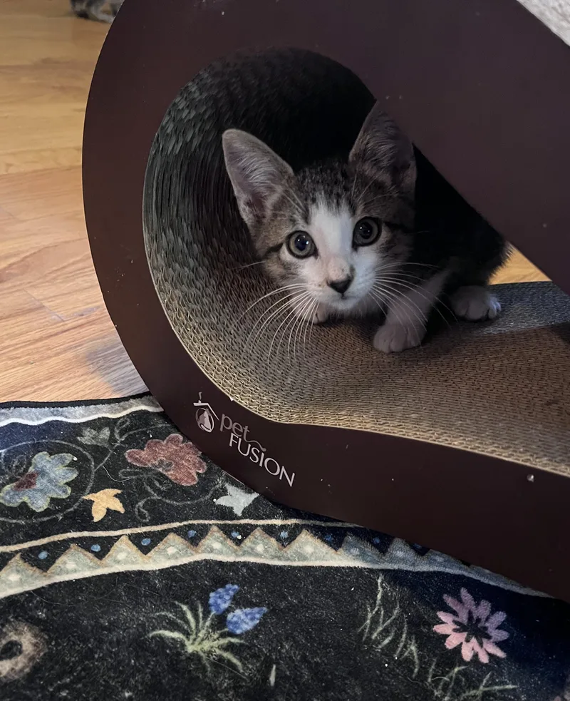 A baby medium-sized female White Domestic Short Hair cat named Ana for adoption in Belvidere, IL
