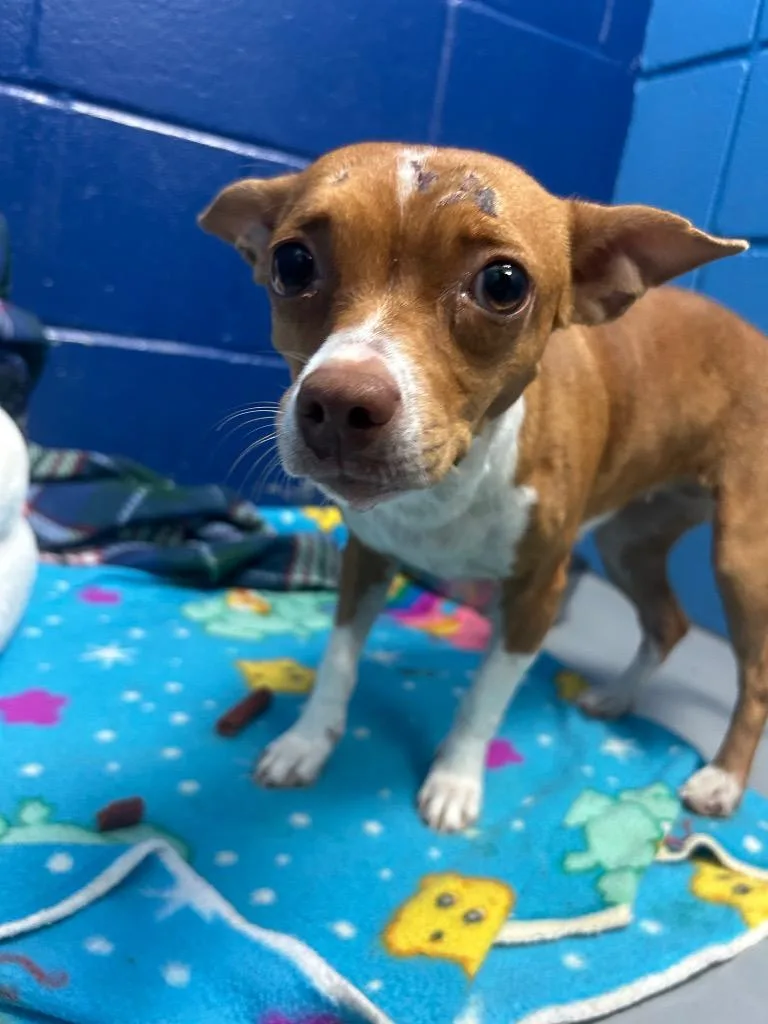 A young medium-sized female Chihuahua dog named Ethel for adoption in Hartsville, SC