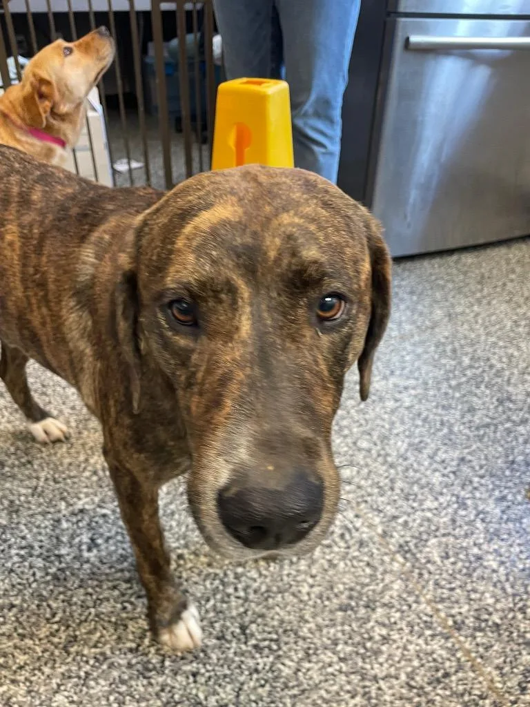 A young large-sized male Mixed Breed dog named Benny for adoption in Columbia, TN