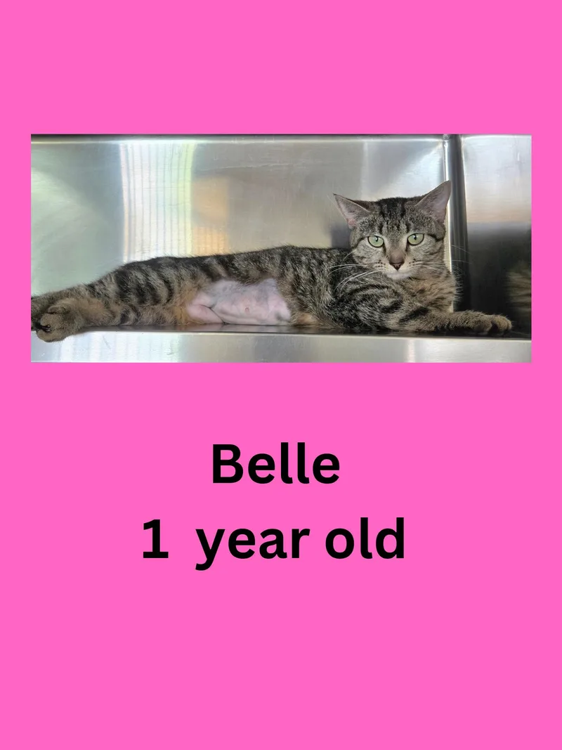 An adult medium-sized female Tabby (Gray / Blue / Silver) Domestic Short Hair cat named Belle for adoption in Ravenna, OH