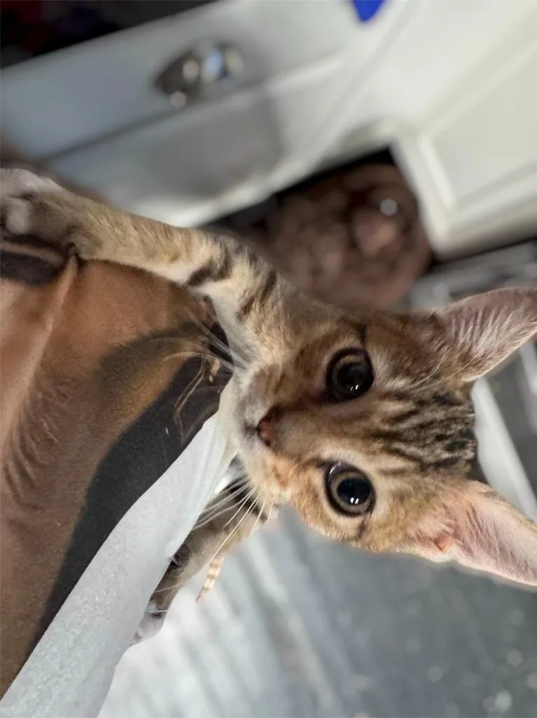 A baby medium-sized male Domestic Short Hair cat named Tiger for adoption in Fayetteville, TN