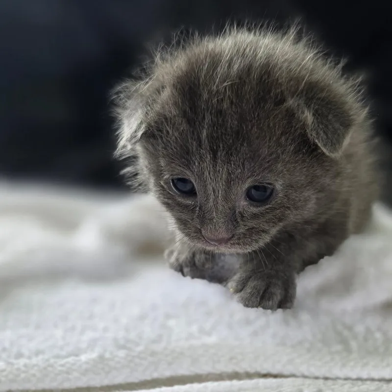 Texas Pete thumbnail 2