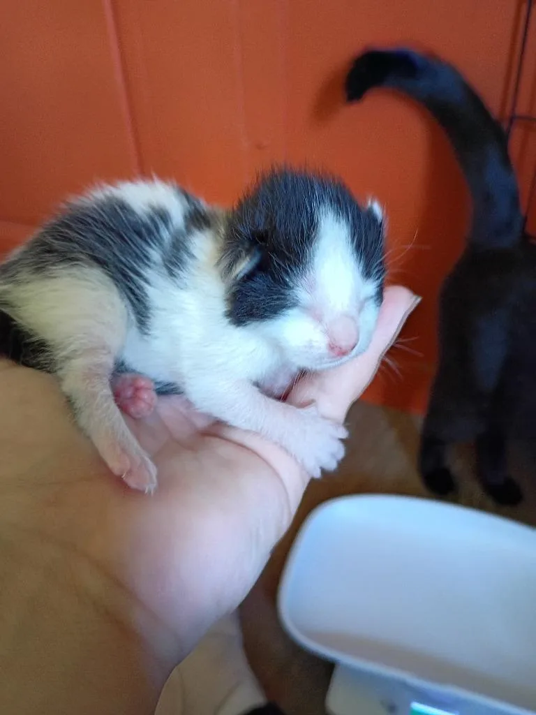 Biscuit thumbnail 2