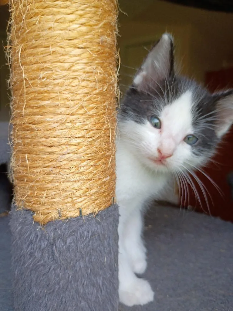 Biscuit thumbnail 3