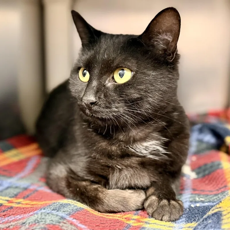 An adult medium-sized female Domestic Short Hair cat named Hannah for adoption in Manahawkin, NJ