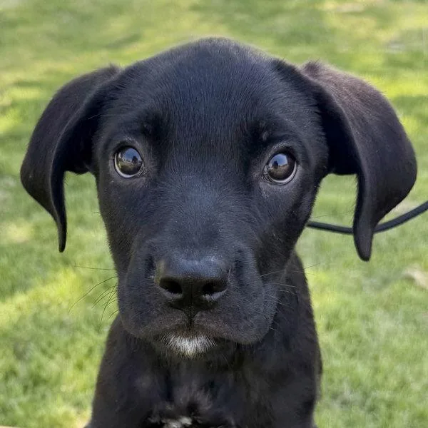 A baby large-sized male Labrador Retriever dog named Kevin for adoption in Dublin, CA