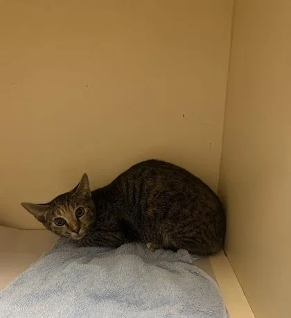 A young small-sized female Domestic Short Hair cat named Faluta for adoption in Chamblee, GA