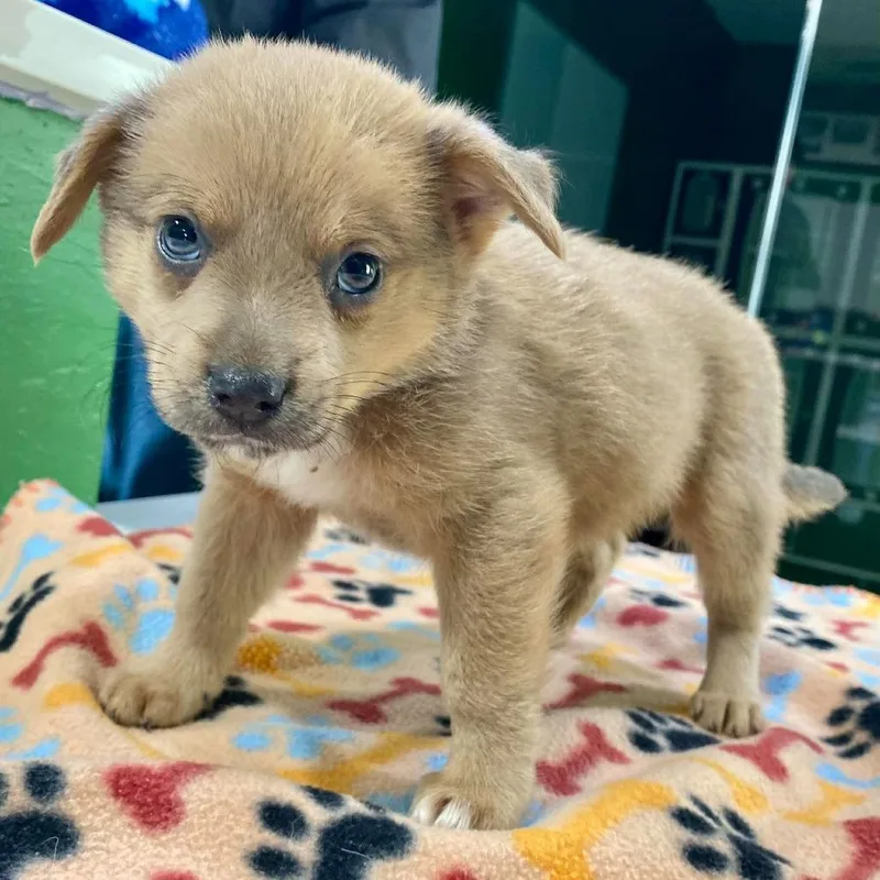 A baby small-sized female Yellow / Tan / Blond / Fawn Terrier dog named Button for adoption in Kyle, TX