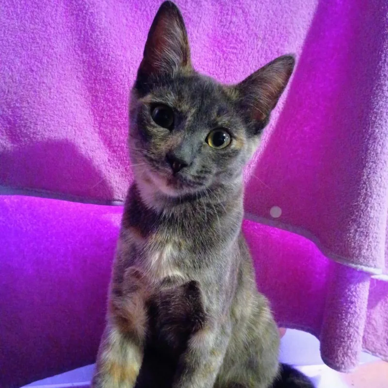 A young small-sized female Tortoiseshell Domestic Short Hair cat named Violet for adoption in Calimesa, CA