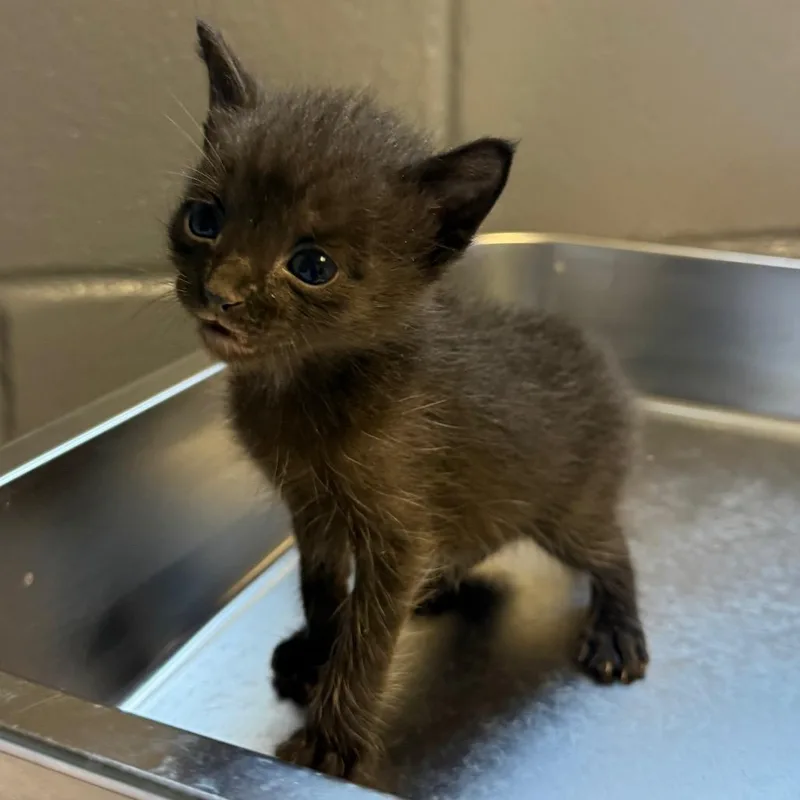 A baby small-sized male Black Domestic Short Hair cat named Tuscstray____ for adoption in Tuscaloosa, AL