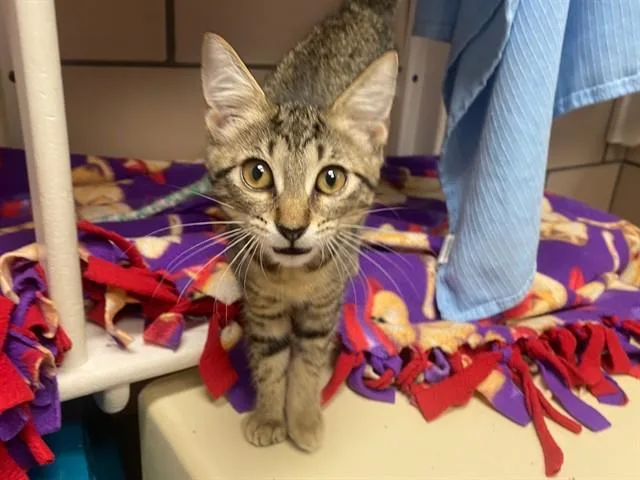 A baby small-sized female Domestic Short Hair cat named Sourdough for adoption in Fort Wayne, IN