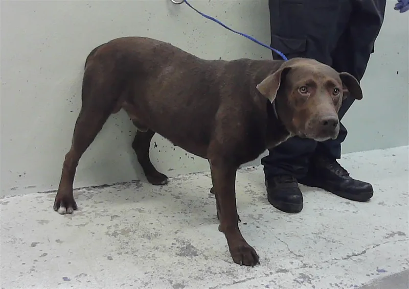 A young large-sized male Labrador Retriever dog named Steven for adoption in Houston, TX