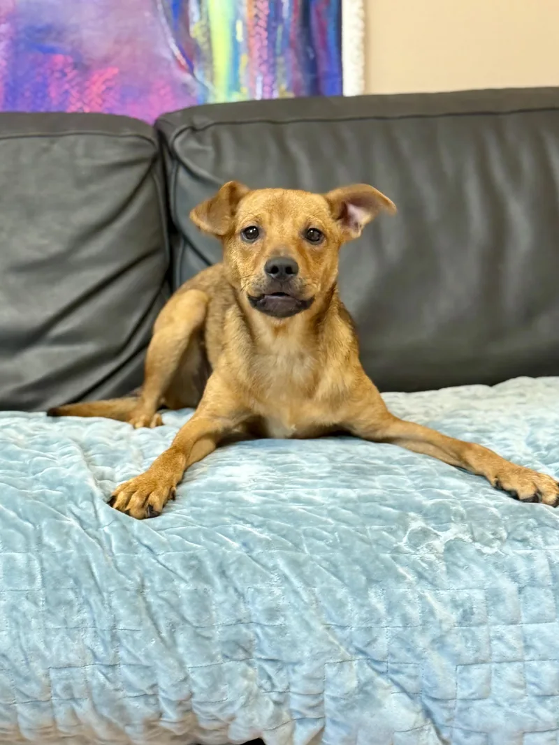 A baby medium-sized female Mixed Breed dog named Aurora for adoption in Rock Hill, NY