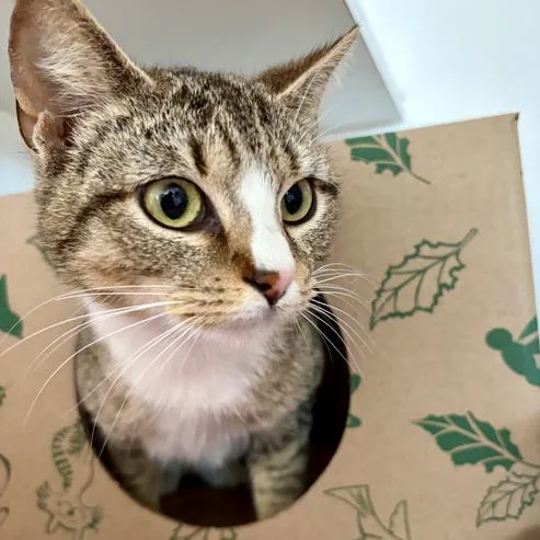 A young small-sized female Calico Domestic Short Hair cat named Skydive for adoption in Durham, NC