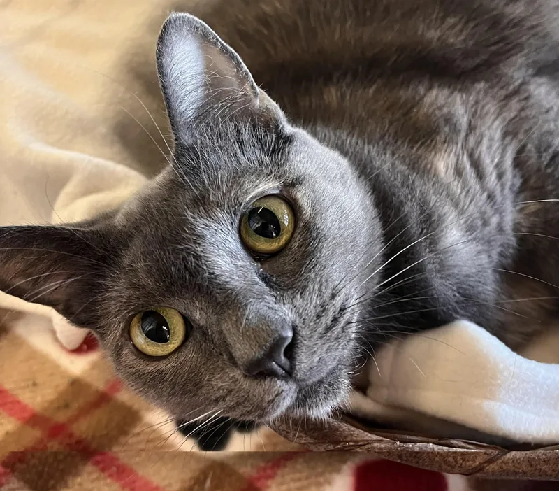 A young medium-sized female Dilute Tortoiseshell Domestic Short Hair cat named Wolfie for adoption in Orange, CA