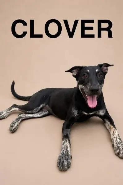 Clover
