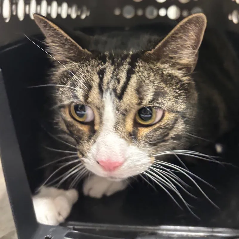 A senior extra large-sized male Domestic Short Hair cat named Titus for adoption in Tampa, FL