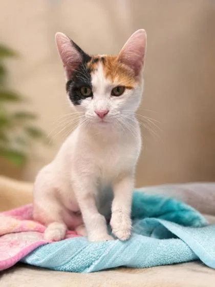 A baby medium-sized female Orange & White Domestic Medium Hair cat named Macaroni for adoption in Tinley Park, IL